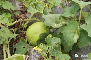 农场吃瓜,瓜果飘香，共享丰收喜悦