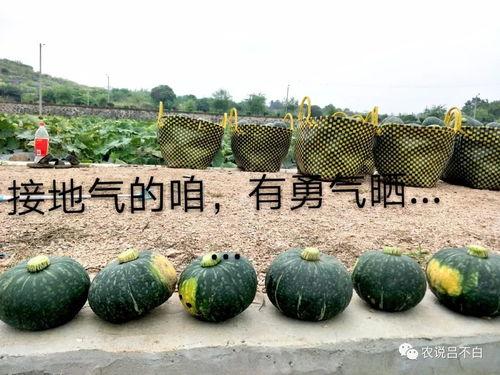 农场吃瓜,瓜果飘香，共享丰收喜悦