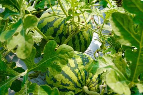 农场吃瓜,瓜果飘香，共享丰收喜悦