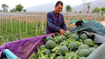 宁河吃瓜群众是谁,网络热议背后的真实故事