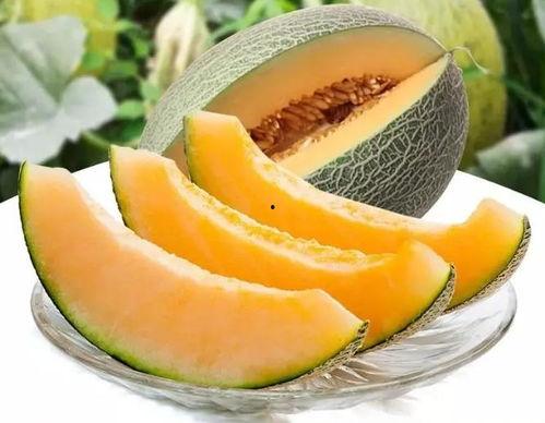 瓜州的瓜免费吃,免费品尝尽享丰收喜悦