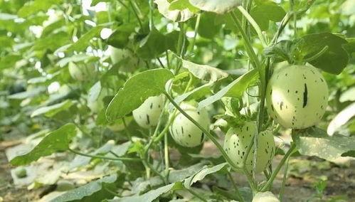 瓜州的瓜免费吃,免费品尝尽享丰收喜悦