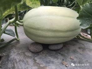 去瓜地找个瓜怎么吃,解锁夏日清新瓜果的多重美味吃法