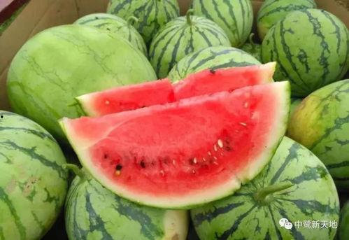 去瓜地找个瓜怎么吃,解锁夏日清新瓜果的多重美味吃法