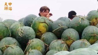 正宗吃瓜现场视频