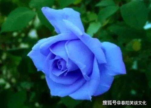 瓜哥吃瓜讲解蓝色妖姬,蓝色妖姬的生成之谜