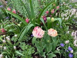 小红毛吃瓜,揭秘娱乐圈幕后故事