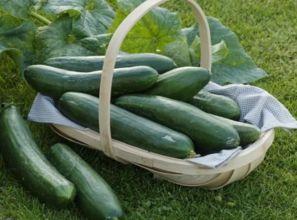长湿疹可以吃葫芦瓜,天然食材的神奇疗效
