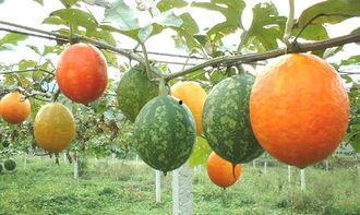 做梦吃吊瓜,探寻吊瓜的奇幻之旅