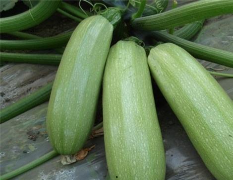 可可西吃瓜,揭秘神秘吃瓜传说