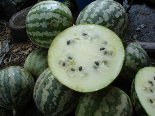 绿宝瓜冬天可以吃吗,冬季绿宝瓜的食用指南