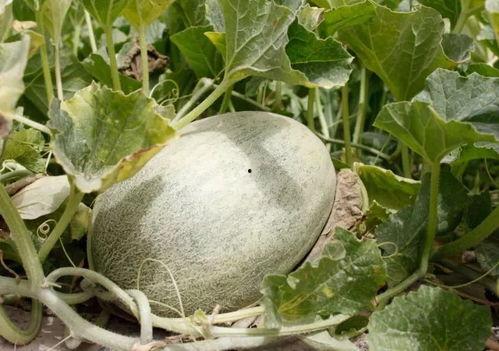 吃瓜的变化,从娱乐旁观者到深度参与者