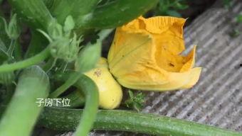 吃瓜的变化,从娱乐旁观者到深度参与者