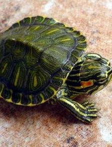 大红耳龟吃瓜,大红耳龟的夏日瓜果盛宴