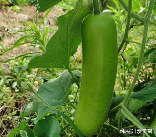 每天吃瓠子瓜好吗