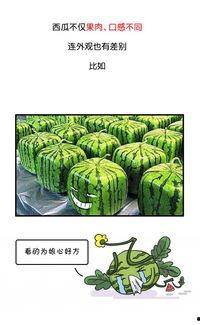 吃瓜性寒,揭秘吃瓜性寒的养生奥秘
