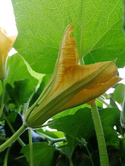 瓜花怎么吃最好,解锁最佳食用方法