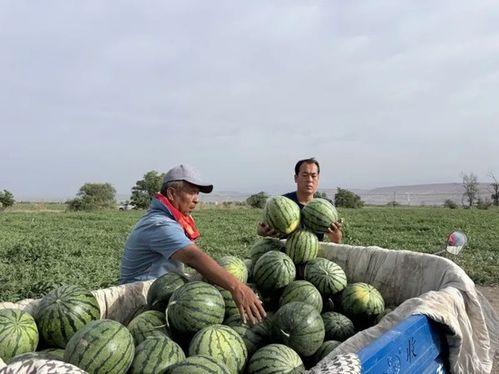 乾隆路过田间吃瓜视频,乾隆田间品瓜趣事