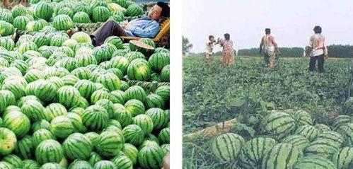 乾隆路过田间吃瓜视频,乾隆田间品瓜趣事