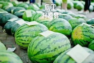 小区吃瓜比赛方案,小区夏日吃瓜大赛欢乐启幕