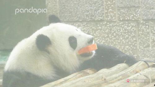 熊猫吃瓜照片,悠闲享受夏日瓜果盛宴