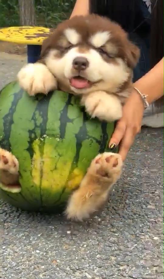 狗也吃瓜