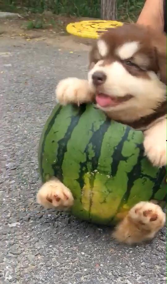 狗也吃瓜